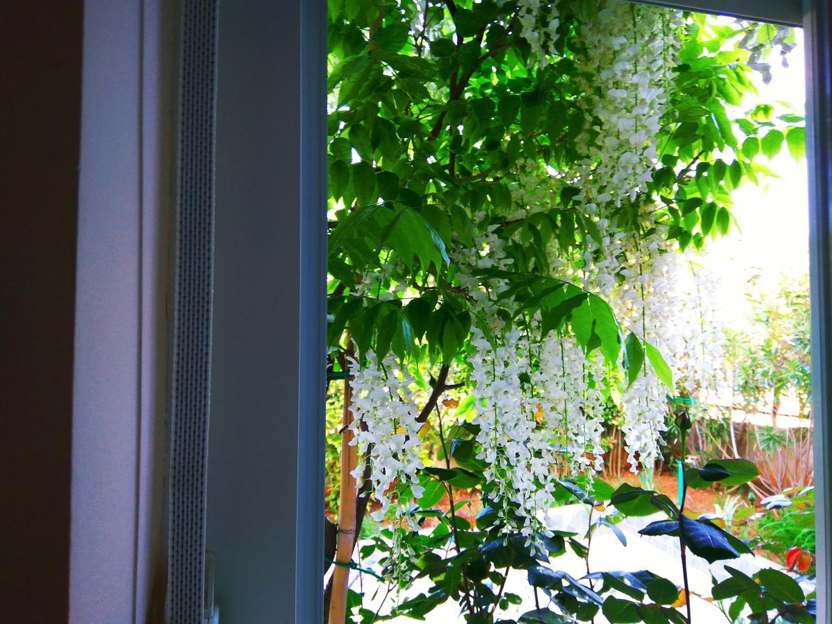 Aparthotel Viola Pjescana Uvala Eksteriør bilde
